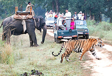 Kanha Tour