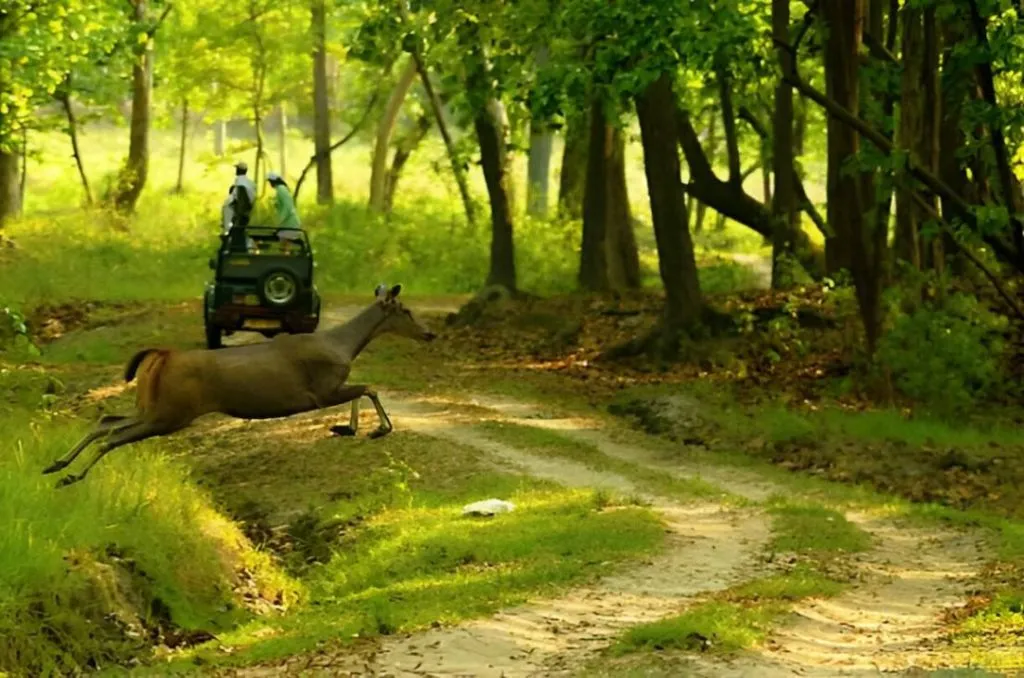 Bandhavgarh Tour