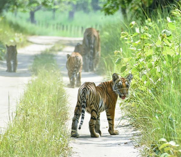 Pench Tour