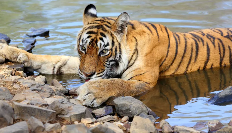 Ranthambore Tour