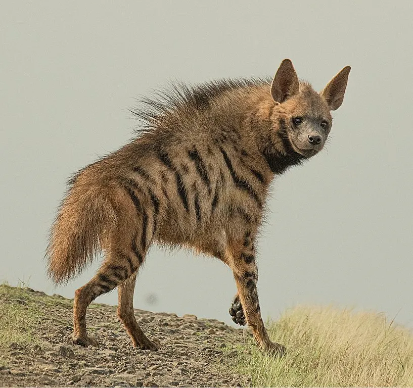 Ranthambore Tour