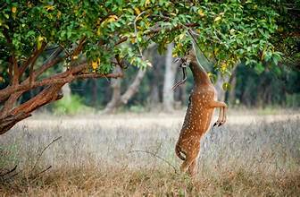 Kanha Tour