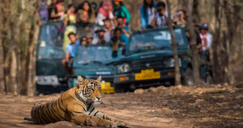 Corbett Jeep Safari
