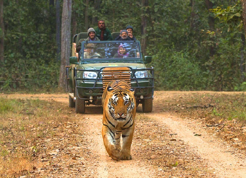 Kanha Jeep Safari Tour