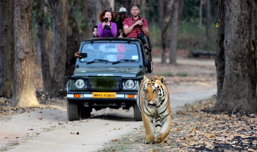 Bandhavgarh Jeep Safari Tour